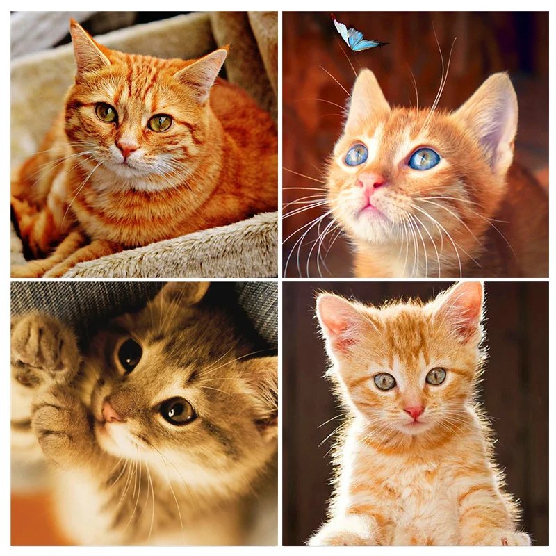 CHENISTORY Boyama By Numbers Sevimli Kedi Çerçeve İle Sayılar Hayvan Numarası Boyama Kişiselleştirilmiş Hediye