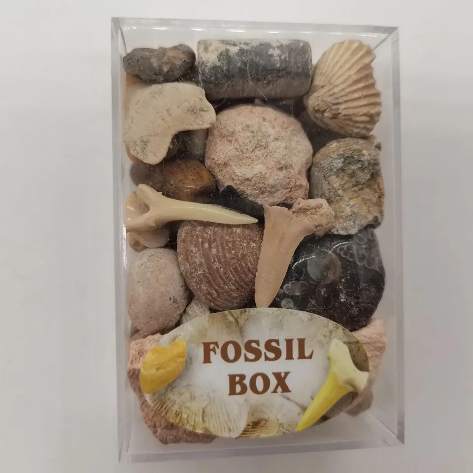 Sporadik 1 Kutu Karışık Fosil Cevheri Örnekleri Bilim Mineral Kaya Müzesi Öğretim Çakıl Numune Malzemeleri Doğal Ham Taş