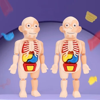 Vücut Anatomisi Modeli çocuklar Çocuklar İçin İnsan Torso Modeli Montessori Eğitim öğretici oyuncaklar Organ Monte Oyuncak Çocuklar 3D Bulmacalar
